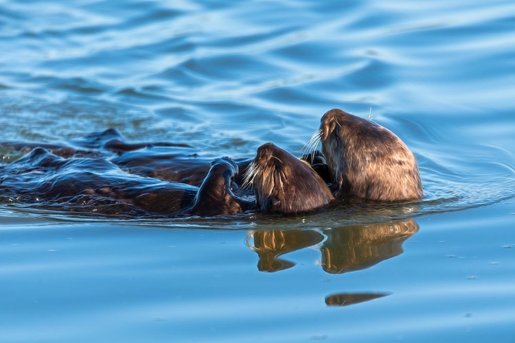 Picture of A JUVENILE AND MOTHER SEA OTTER FLOAT TOGETHER SERENELY IN MOSS LANDING HARBOR-CALIFORNIA