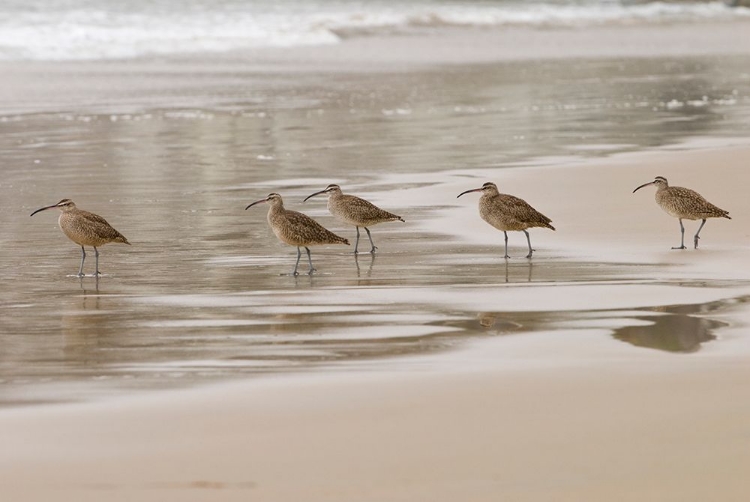 Picture of USA CA PISMO BEACH WHIMBRELS