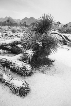 Picture of WINTER STORM-JOSHUA TREE NATIONAL PARK-CALIFORNIA