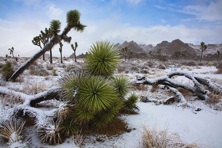 Picture of WINTER STORM-JOSHUA TREE NATIONAL PARK-CALIFORNIA