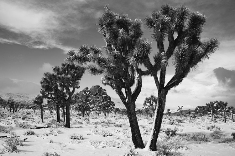 Picture of WINTER STORM-JOSHUA TREE NATIONAL PARK-CALIFORNIA