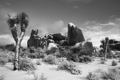 Picture of WINTER STORM-JOSHUA TREE NATIONAL PARK-CALIFORNIA