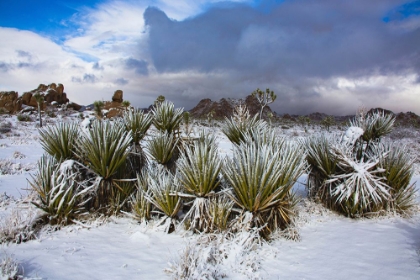 Picture of WINTER STORM-JOSHUA TREE NATIONAL PARK-CALIFORNIA