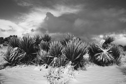 Picture of WINTER STORM-JOSHUA TREE NATIONAL PARK-CALIFORNIA