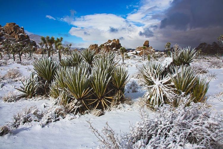 Picture of WINTER STORM-JOSHUA TREE NATIONAL PARK-CALIFORNIA