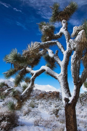 Picture of WINTER STORM-JOSHUA TREE NATIONAL PARK-CALIFORNIA