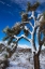 Picture of WINTER STORM-JOSHUA TREE NATIONAL PARK-CALIFORNIA