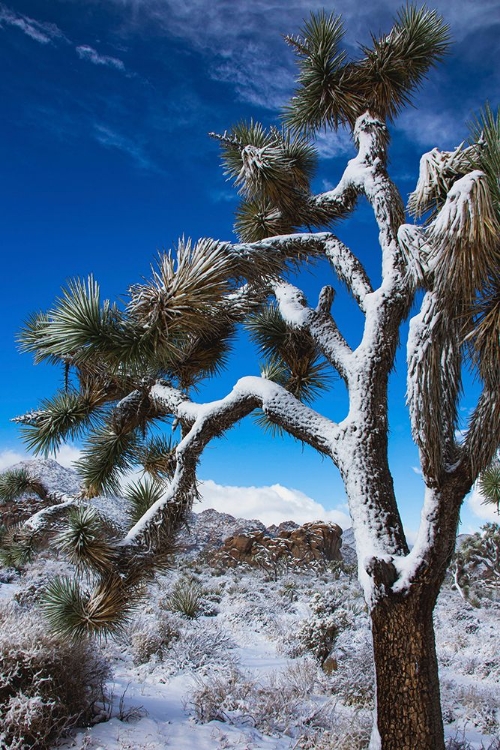 Picture of WINTER STORM-JOSHUA TREE NATIONAL PARK-CALIFORNIA