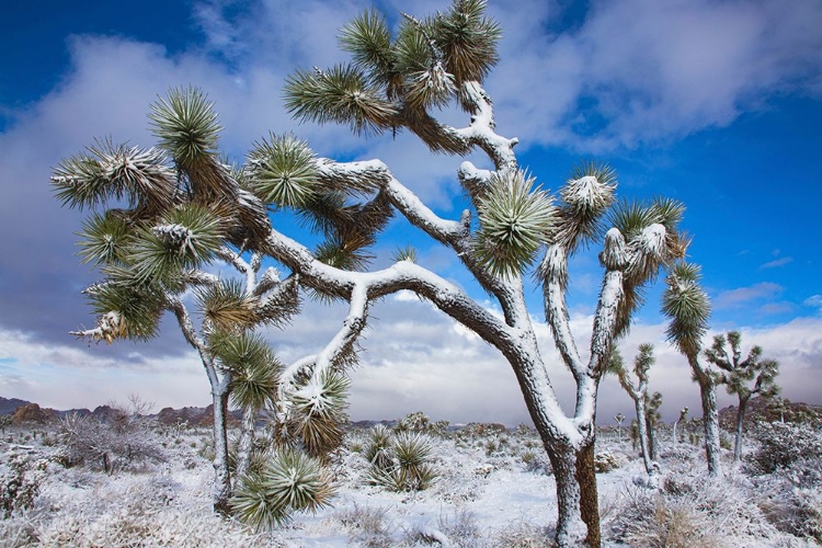 Picture of WINTER STORM-JOSHUA TREE NATIONAL PARK-CALIFORNIA