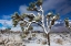 Picture of WINTER STORM-JOSHUA TREE NATIONAL PARK-CALIFORNIA