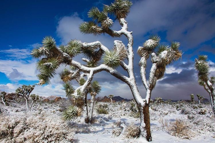 Picture of WINTER STORM-JOSHUA TREE NATIONAL PARK-CALIFORNIA