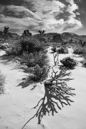 Picture of WINTER STORM-JOSHUA TREE NATIONAL PARK-CALIFORNIA