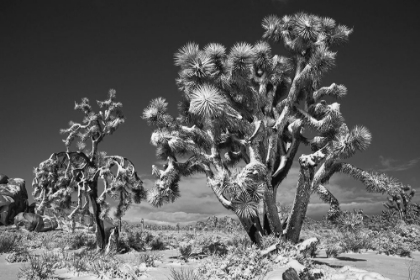 Picture of WINTER STORM-JOSHUA TREE NATIONAL PARK-CALIFORNIA