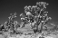 Picture of WINTER STORM-JOSHUA TREE NATIONAL PARK-CALIFORNIA