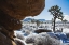 Picture of WINTER STORM-JOSHUA TREE NATIONAL PARK-CALIFORNIA