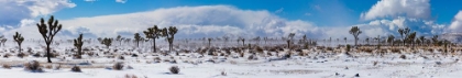 Picture of WINTER STORM-JOSHUA TREE NATIONAL PARK-CALIFORNIA