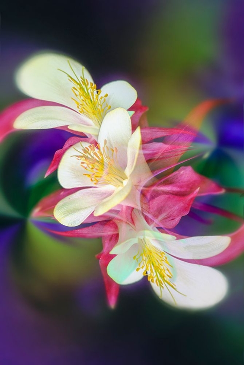 Picture of COLUMBINE FLOWER-COLORADO