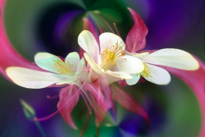 Picture of COLUMBINE FLOWER-COLORADO