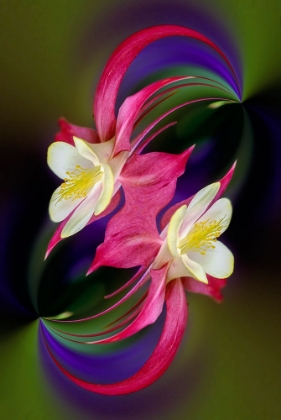 Picture of COLUMBINE FLOWER-COLORADO