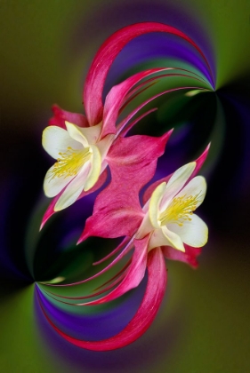 Picture of COLUMBINE FLOWER-COLORADO