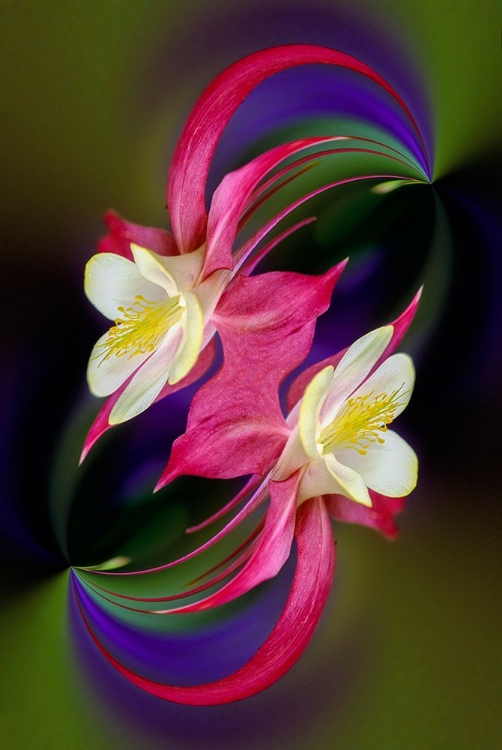 Picture of COLUMBINE FLOWER-COLORADO