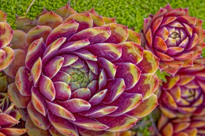 Picture of USA-COLORADO-FORT COLLINS HENS AND CHICKS SUCCULENT PLANT CLOSE-UP