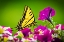 Picture of USA-COLORADO-FORT COLLINS EASTERN TIGER SWALLOWTAIL ON PETUNIA FLOWERS
