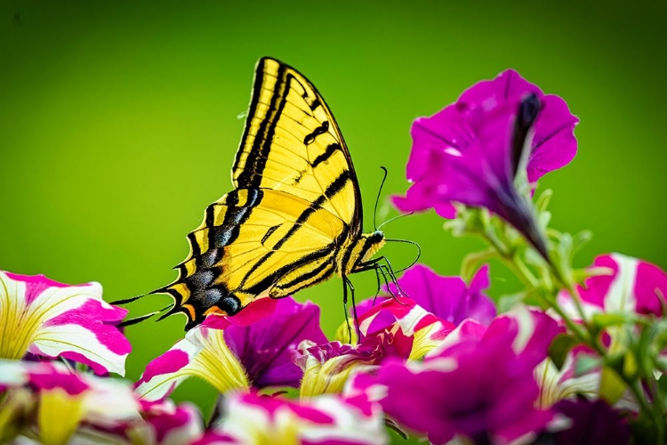 Picture of USA-COLORADO-FORT COLLINS EASTERN TIGER SWALLOWTAIL ON PETUNIA FLOWERS