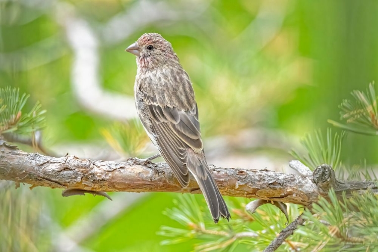 Picture of USA-COLORADO-FORT COLLINS MALE HOUSE FINCH IN A HAWTHORNE TREE