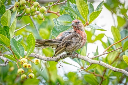 Picture of USA-COLORADO-FORT COLLINS MALE HOUSE FINCH IN A HAWTHORNE TREE