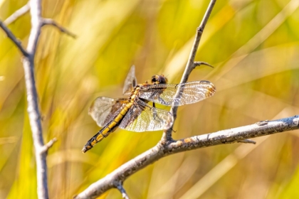 Picture of USA-COLORADO-BOULDER DRAGONFLY ON STEM