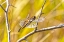 Picture of USA-COLORADO-BOULDER DRAGONFLY ON STEM