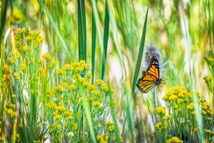 Picture of USA-COLORADO-BOULDER MONARCH BUTTERFLY IN FLIGHT AMONG FLOWERS