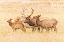 Picture of USA-COLORADO-ROCKY MOUNTAIN NATIONAL PARK NORTH AMERICAN ELK MALE AND FEMALES IN MATING SEASON