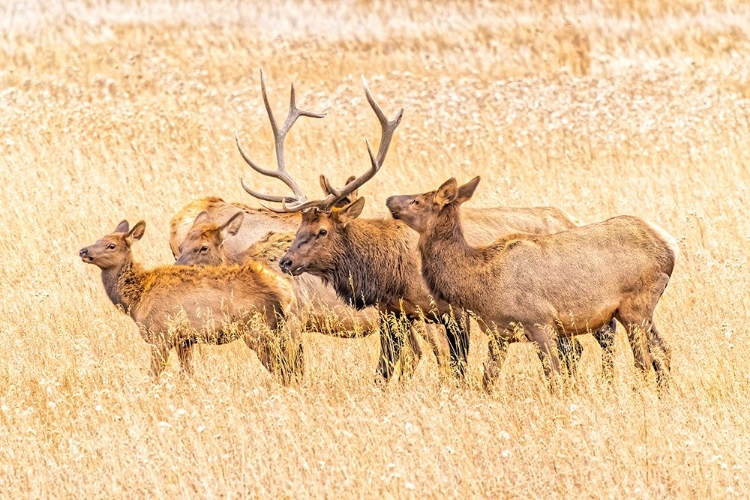 Picture of USA-COLORADO-ROCKY MOUNTAIN NATIONAL PARK NORTH AMERICAN ELK MALE AND FEMALES IN MATING SEASON