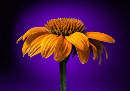 Picture of USA-COLORADO-FORT COLLINS CONEFLOWER CLOSE-UP