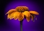 Picture of USA-COLORADO-FORT COLLINS CONEFLOWER CLOSE-UP