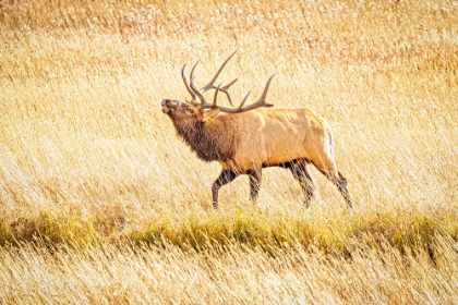 Picture of USA-COLORADO-ROCKY MOUNTAIN NATIONAL PARK NORTH AMERICAN ELK MALE BUGLING IN MATING SEASON