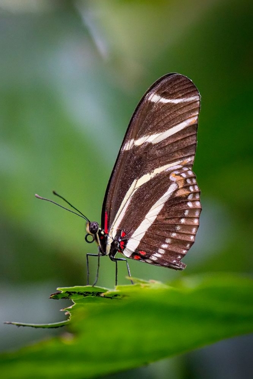 Picture of USA-COLORADO-FORT COLLINS ZEBRA LONGWING BUTTERFLY CLOSE-UP