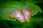 Picture of USA-COLORADO-FORT COLLINS WHITE PEACOCK BUTTERFLY CLOSE-UP