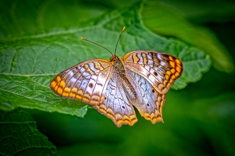 Picture of USA-COLORADO-FORT COLLINS WHITE PEACOCK BUTTERFLY CLOSE-UP