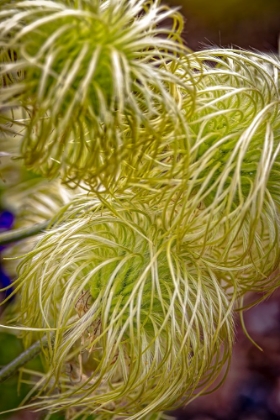 Picture of USA-COLORADO-FORT COLLINS CLEMATIS PLANT CLOSE-UP