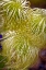 Picture of USA-COLORADO-FORT COLLINS CLEMATIS PLANT CLOSE-UP