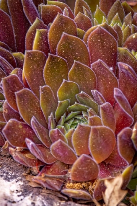 Picture of USA-COLORADO-FORT COLLINS SUCCULENT PLANT CLOSE-UP