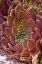 Picture of USA-COLORADO-FORT COLLINS SUCCULENT PLANT CLOSE-UP