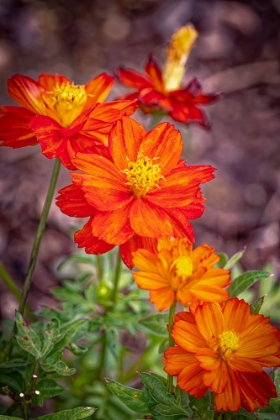 Picture of USA-COLORADO-FORT COLLINS ORANGE COREOPSIS FLOWERS CLOSE-UP