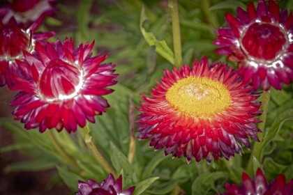 Picture of USA-COLORADO-FORT COLLINS RED STRAWFLOWERS CLOSE-UP