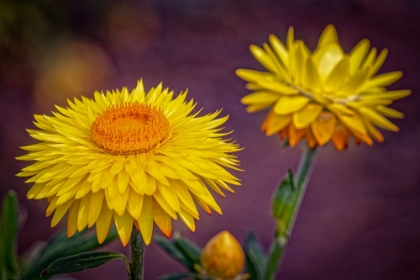 Picture of USA-COLORADO-FORT COLLINS YELLOW STRAWFLOWERS CLOSE-UP