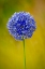 Picture of USA-COLORADO-FORT COLLINS BLUE ALLIUM FLOWER CLOSE-UP