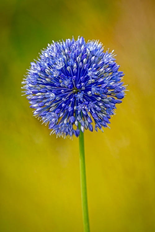 Picture of USA-COLORADO-FORT COLLINS BLUE ALLIUM FLOWER CLOSE-UP